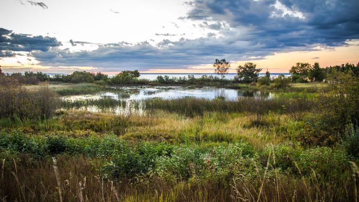 marshlands