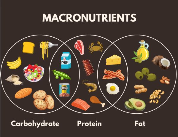 macronutrients diagram of macronutrients