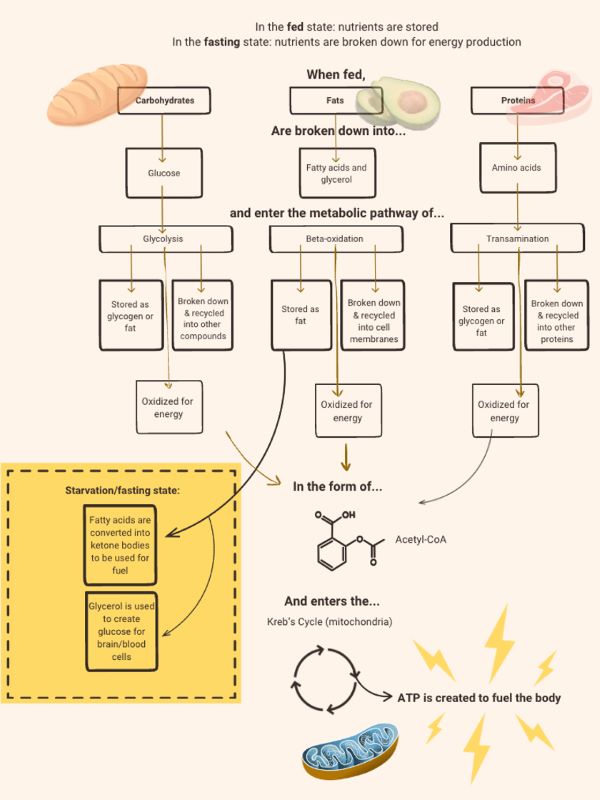 metabolic-pathways metabolic pathways diagram